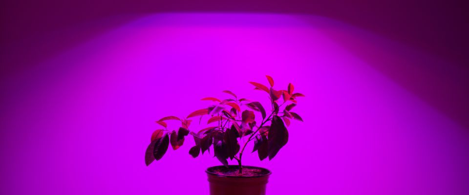 En krukväxt står under starkt rosa växtbelysning som lyser upp väggen i en mörk miljö. Ljuset från LED-lampan, tillgänglig via Elbutik.se, stimulerar växtens tillväxt genom ett optimerat ljusspektrum.