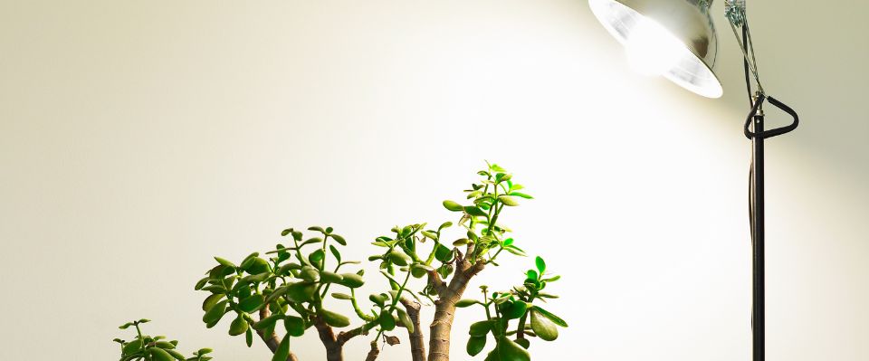 En grön krukväxt belyses av en riktad växtlampa med metallreflektor som står på golvet och lyser upp väggen. Elbutik.se erbjuder denna typ av växtbelysning för att förbättra inomhusodling året runt.